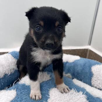 Cronut -  Australian Shepherd and Mixed Breed Dog Available for Adoption in Kanab, Utah - Cronut | PetCurious