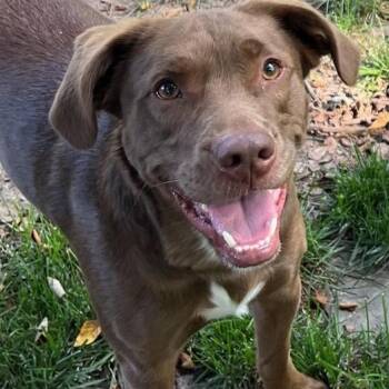 Koda -  Chocolate Labrador Retriever Dog for Adoption in Richboro, Pennsylvania - Koda | PetCurious