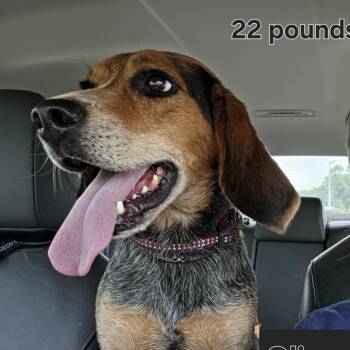 Oliver -  Beagle Dog for Adoption in Medfield, Massachusetts - Oliver | PetCurious