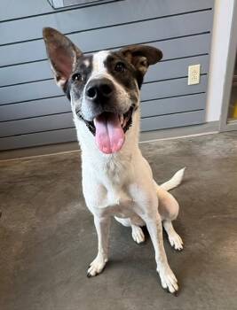 DUTCHESS -  Labrador Retriever and Mixed Breed Dog for Adoption in Brunswick, Georgia - DUTCHESS | PetCurious