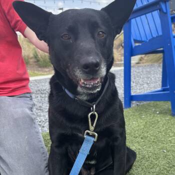 MARLIN 2026-150 -  German Shepherd Dog Dog for Adoption in Winder, Georgia - MARLIN 2026-150 | PetCurious