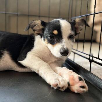 Mackenzie -  Terrier Dog for Adoption in Raleigh, North Carolina - Mackenzie | PetCurious
