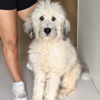 Crispy -  Wheaten Terrier Dog for Adoption in Chicago, Illinois - Crispy | PetCurious