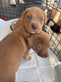 American Staffordshire Terrier Dogs Available for Adoption - Cynthia | PetCurious