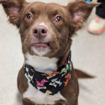 Via -  Australian Shepherd and Mixed Breed Dog for Adoption in Tampa, Florida - Via | PetCurious