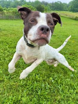 Marvin -  Pointer and Staffordshire Bull Terrier Dog Available for Adoption in Hudson, New York - Marvin | PetCurious