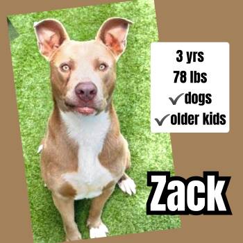 American Bulldog Dogs Available for Adoption in Plano, Texas - Zack | PetCurious