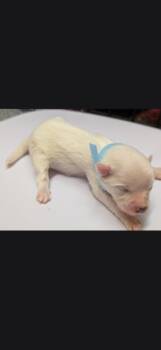 Noella light blue collar -  Eskimo Dog and Mixed Breed Dog for Adoption in Syracuse, Indiana - Noella Light Blue Collar | PetCurious