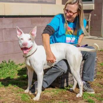 Mixed Breed Dogs Available for Adoption in Chamblee, Georgia - Snow | PetCurious