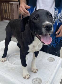 Labrador Retriever and Boxer Dogs Available for Adoption in Bolivar, Missouri - Porter | PetCurious
