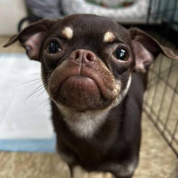 Carmelo -  Chihuahua and Pug Dog Available for Adoption - Carmelo | PetCurious