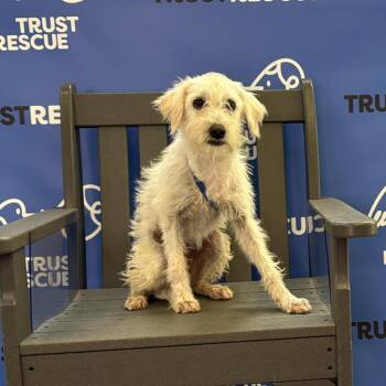 LONNIE -  Terrier and Mixed Breed Dog for Adoption in Waterford, New Jersey - LONNIE | PetCurious