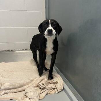 Mixed Breed Dogs Available for Adoption in West Chester, Pennsylvania - Bliss | PetCurious