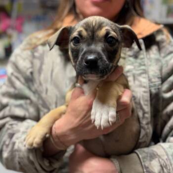 Mixed Breed Dogs Available for Adoption in Hendersonville, North Carolina - Geneva | PetCurious