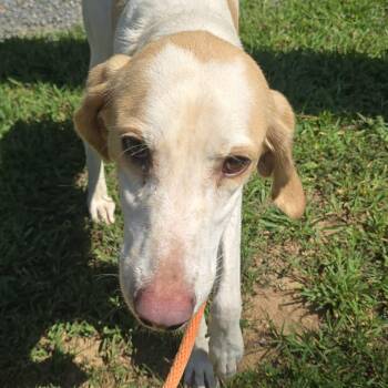 Huck -  Hound Dog for Adoption in Orange, Virginia - Huck | PetCurious