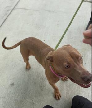 Rescue Pit Bull Terrier Dogs for Adoption in San Diego, California - Queenie | PetCurious