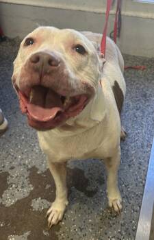 Pit Bull Terrier Dogs Available for Adoption - Alanah | PetCurious
