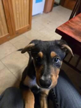 Terrier Dogs Available for Adoption in New London, Wisconsin - Hawk | PetCurious