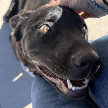 Thor -  Black Labrador Retriever Dog for Adoption in Cheyenne, Wyoming - Thor | PetCurious