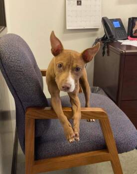 Pebbles -  Chihuahua and Pit Bull Terrier Dog for Adoption in Calgary, Alberta - Pebbles | PetCurious