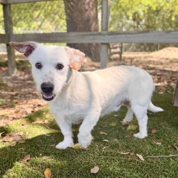 Mixed Breed Dogs Available for Adoption - Judah | PetCurious