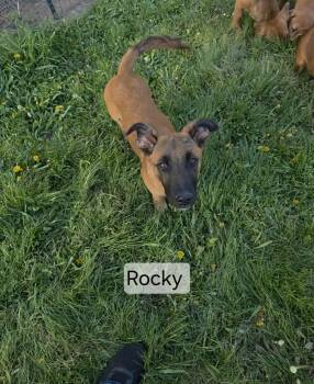 Rocky -  German Shepherd Dog Dog for Adoption in Union Grove, Wisconsin - Rocky | PetCurious