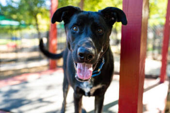 Rescue Mixed Breed Dogs for Adoption in Carrollton, Texas - Dru | PetCurious