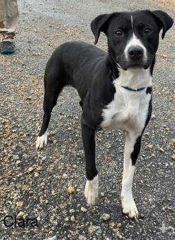 Clara -  Mixed Breed Dog for Adoption in Lawrenceburg, Tennessee - Clara | PetCurious