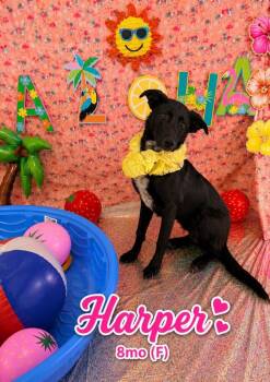 Harper -  German Shepherd Dog Dog for Adoption in Brookings, Oregon - Harper | PetCurious