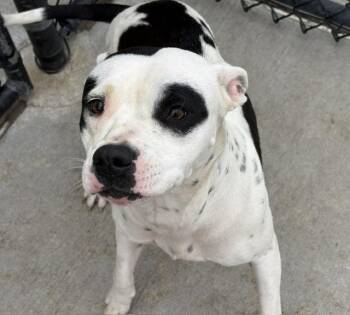 Pit Bull Terrier and Mixed Breed Dogs Available for Adoption in Tulsa, Oklahoma - DASIY | PetCurious