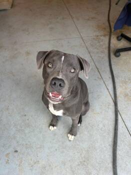 Mojo -  Pit Bull Terrier Dog for Adoption in Lincoln Park, Michigan - Mojo | PetCurious