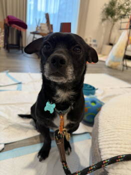 Rescue Dachshund and Chihuahua Dogs for Adoption in Bothell, Washington - Chewy | PetCurious