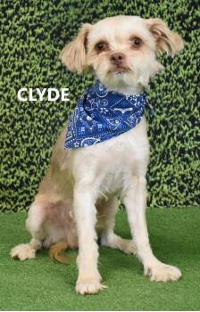 Clyde -  Shih Tzu and Shepherd Dog for Adoption in Gilbert, Arizona - Clyde | PetCurious
