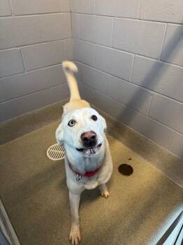 Mr. Anderson -  Labrador Retriever and Husky Dog for Adoption in Bloomington, Indiana - Mr. Anderson | PetCurious