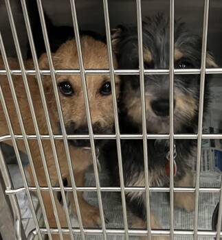 Vance -  Terrier Dog for Adoption in Parma, Ohio - Vance | PetCurious