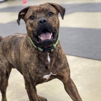 Spike -  Mixed Breed Dog for Adoption in Walker, Michigan - Spike | PetCurious