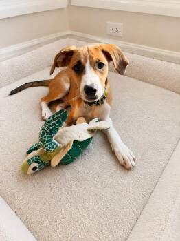Taz -  Beagle Dog for Adoption in Homewood, Illinois - Taz | PetCurious