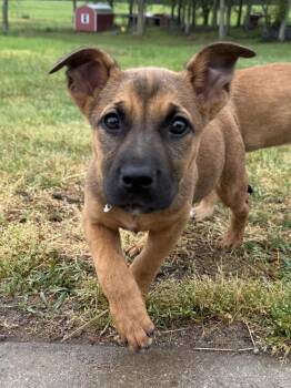 Mastiff and Saint Bernard Dogs Available for Adoption - Tiger | PetCurious