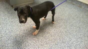 A1265770 -  Pit Bull Terrier Dog for Adoption in Charlotte, North Carolina - A1265770 | PetCurious