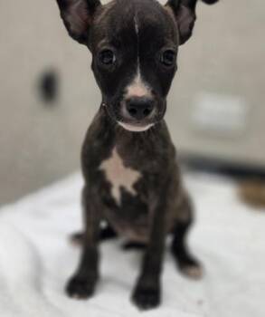 Iggy -  Terrier and Mixed Breed Dog for Adoption in Honolulu, Hawaii - Iggy | PetCurious