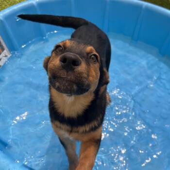 Zoe -  Shepherd and Mixed Breed Dog for Adoption in Salt Lake City, Utah - Zoe | PetCurious