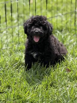 Poodle and Wheaten Terrier Dogs Available for Adoption in Burbank, California - Spike | PetCurious