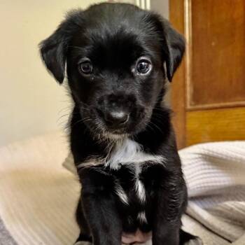 Maisee Puddle -  Labrador Retriever Dog for Adoption in Princeton, Massachusetts - Maisee Puddle | PetCurious