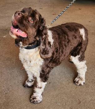 Cocker Spaniel Dogs Available for Adoption - Miller | PetCurious