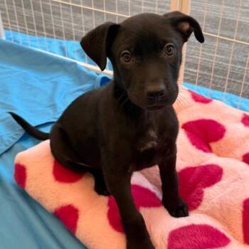 Mixed Breed Dogs Available for Adoption in Falls Church, Virginia - Daisy