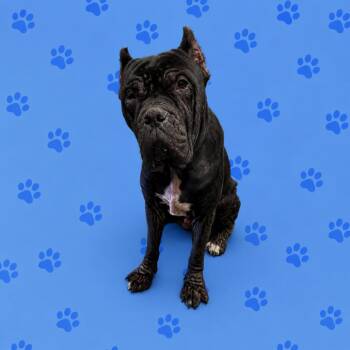 Mixed Breed Dogs Available for Adoption in Memphis, Tennessee - Ram | PetCurious