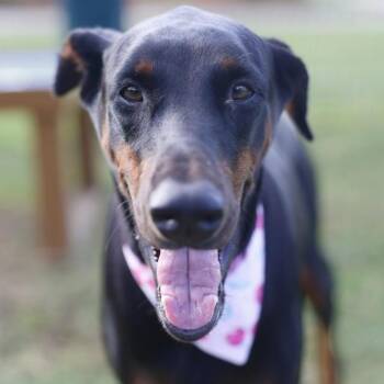 JULIET -  Doberman Pinscher Dog for Adoption in San Antonio, Texas - JULIET | PetCurious