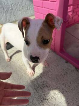 Terrier Dogs Available for Adoption - Brianna | PetCurious