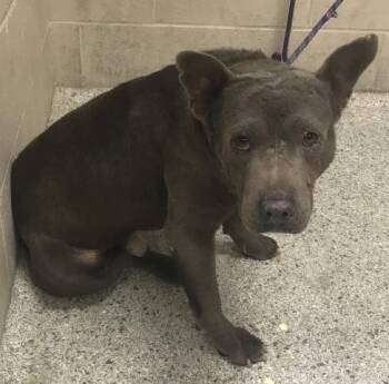 IKE -  Pit Bull Terrier and Mixed Breed Dog for Adoption in Conroe, Texas - IKE | PetCurious