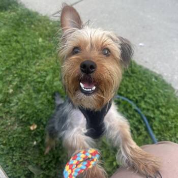 Yorkshire Terrier Dogs Available for Adoption in Baltimore, Maryland - Rocky | PetCurious
